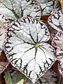 BEGONIA SILVER LACE