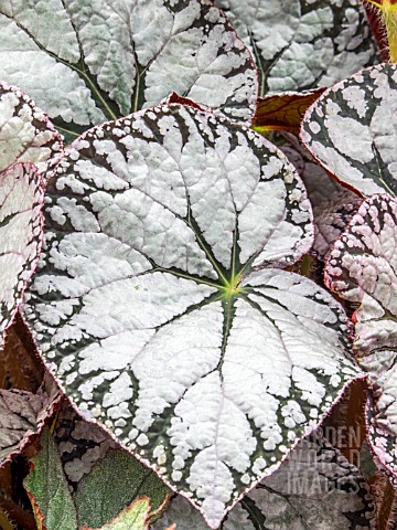 BEGONIA_SILVER_LACE