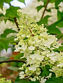 HYDRANGEA PANICULATA PINKY WINKY