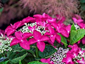 HYDRANGEA MACROPHYLLA TELLER RED