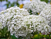 HYDRANGEA ARBORESCENS ANNABELLE