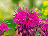 MONARDA