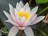 NYMPHAEA MARLIACEA CARNEA