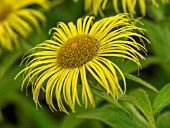 INULA HOOKERI