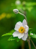 ANEMONE RUFFLED SWAN