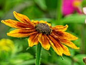 RUDBECKIA BERLIN