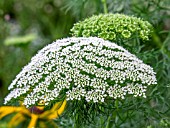 AMMI VISNAGA GREEN MIST