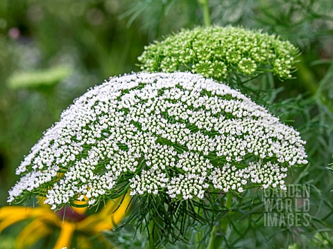 AMMI_VISNAGA_GREEN_MIST