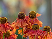 HELENIUM