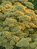 ACHILLEA TERRACOTTA