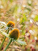 ECHINACEA PURPUREA WHITE SPIDER