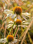 ECHINACEA PURPUREA WHITE SPIDER