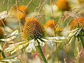 ECHINACEA PURPUREA WHITE SPIDER