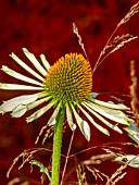 ECHINACEA PURPUREA WHITE SPIDER