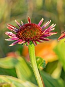 ECHINACEA PURPUREA