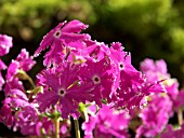 PRIMULA SIEBOLDII KOKOROIKI