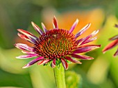 ECHINACEA PURPUREA