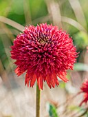 ECHINACEA ECCENTRIC