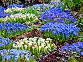 GENTIANA DISPLAY