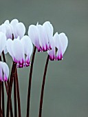 CYCLAMEN GRACUM CANDICUM