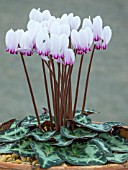 CYCLAMEN GRACUM CANDICUM