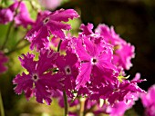 PRIMULA SIEBOLDII KOKOROIKI