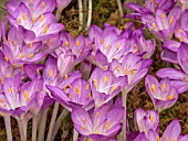 COLCHICUM CILICIUM