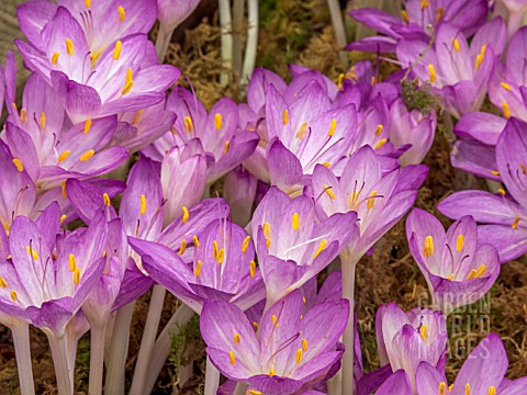 COLCHICUM_CILICIUM