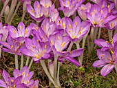 COLCHICUM CILICIUM