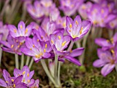 COLCHICUM CILICIUM