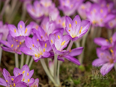 COLCHICUM_CILICIUM