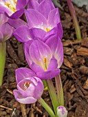 COLCHICUM ATRORUBENS