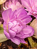 COLCHICUM WATERLILY