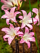 AMARYLLIS BELLADONNA