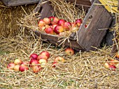 CIDER APPLES AWAITING PRESSING