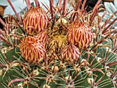 FEROCACTUS WISLIZENI