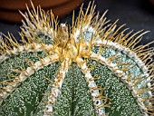 ASTROPHYTUM ORNATUM