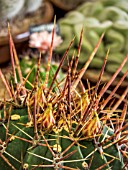 FEROCACTUS TOWNSENDIANUS