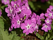 PRIMULA SIEBOLDII CAREFREE