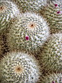 MAMMILLARIA GEMINISPINA SHORT SPINE FORM