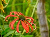 ECHINACEA TOMATO SOUP