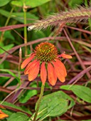 ECHINACEA SOMBRERO FLAMENCO ORANGE