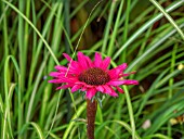 ECHINACEA FATAL ATTRACTION