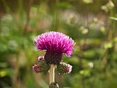 CIRSIUM RIVULARE TREVORS BLUE WONDER