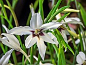 GLADIOLUS MURIELAE