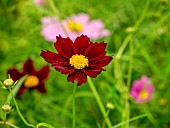 COREOPSIS MERCURY RISING