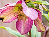 HELLEBORE HYBRID