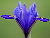 IRIS RHAPSODY