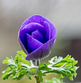 ANEMONE CORONARIA HARMONY BLUE