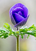 ANEMONE CORONARIA HARMONY BLUE